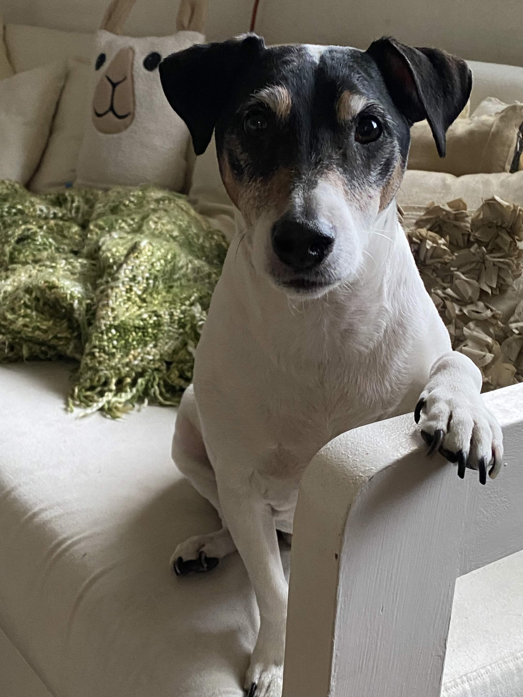 Trancas, the family dog Trancas Treasures is named for